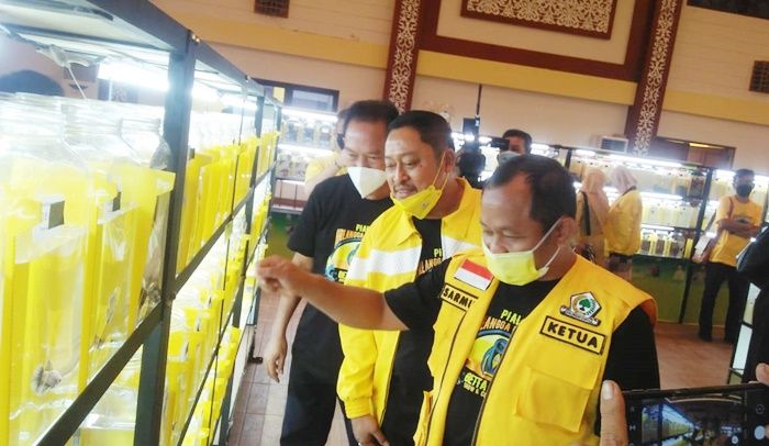 Angkat Potensi Lokal, Golkar Jatim Gelar Lomba Cupang Hias Piala Airlangga Hartarto Angkat Potensi Lokal, Golkar Jatim Gelar Lomba Cupang Hias Piala Airlangga Hartarto