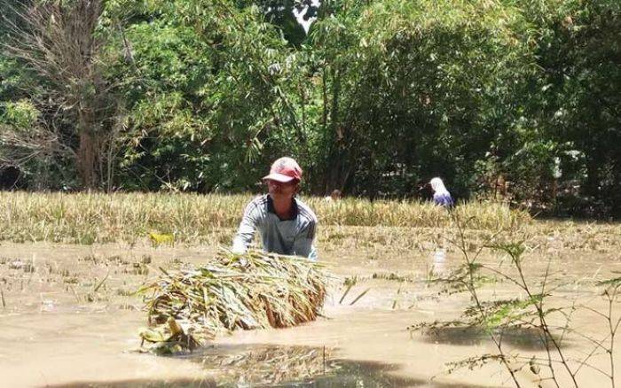 Kali Madiun dan Bengawan Solo Meluap, Ribuan Hektare Sawah Terancam Gagal Panen Kali Madiun dan Bengawan Solo Meluap, Ribuan Hektare Sawah Terancam Gagal Panen