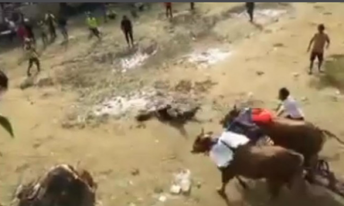 Nyaris Diseruduk Sapi Karapan, Penjual Es Teh di Bangkalan Tersungkur Nyaris Diseruduk Sapi Karapan, Penjual Es Teh di Bangkalan Tersungkur