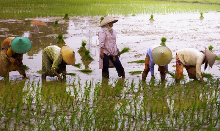 Netizen Soroti Alih Fungsi Lahan Pertanian di Gresik