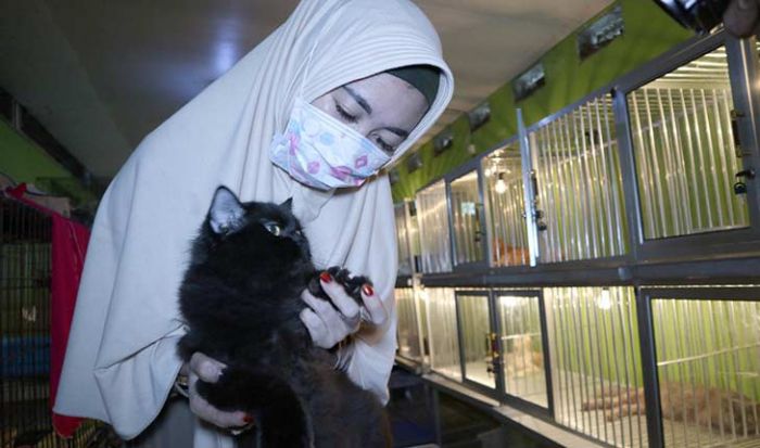 Mudik Tak Perlu Khawatir, Kucing Anda Aman di Cat House