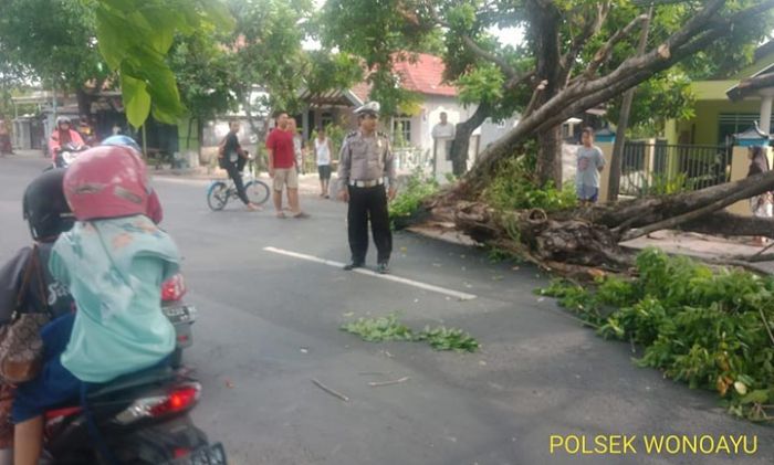 Pohon Sono di Jalan Raya Ketimang Wonoayu Tumbang Pohon Sono di Jalan Raya Ketimang Wonoayu Tumbang