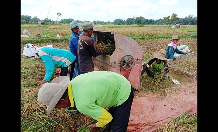 Petani Pamekasan Keluhkan Hasil Panen Padi Rusak Akibat Terserang Hama