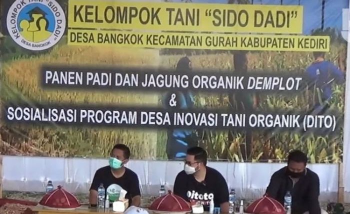 Bupati Kediri Panen Padi dan Jagung Organik di Bangkok Bupati Kediri Panen Padi dan Jagung Organik di Bangkok