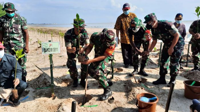 Cegah Abrasi, Kodim 0811/Tuban Tanam Ribuan Mangrove di Sepanjang Pesisir