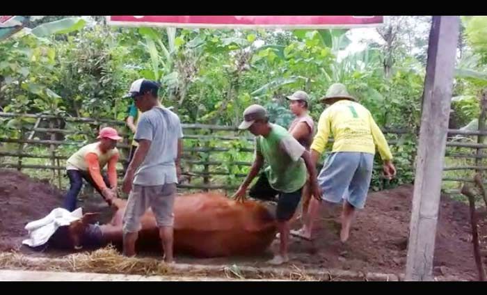 Bupati Blitar Pastikan Penyebab Tujuh Ekor Sapi Mati di Srengat Bukan Karena Antraks