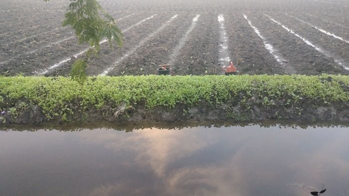 Diguyur Hujan Deras, Tanaman Tembakau Ratusan Petani di Bojonegoro Tergenang Air dan Mati