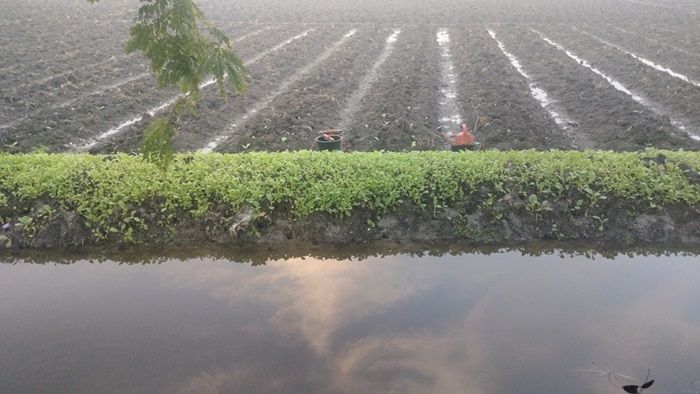 Diguyur Hujan Deras, Tanaman Tembakau Ratusan Petani di Bojonegoro Tergenang Air dan Mati Diguyur Hujan Deras, Tanaman Tembakau Ratusan Petani di Bojonegoro Tergenang Air dan Mati