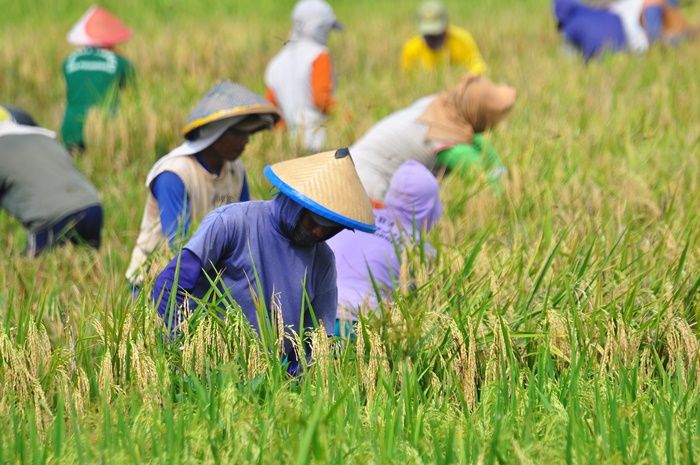 Disperta Bojonegoro Minta Petani Gunakan Pupuk Organik untuk Suburkan Tanah