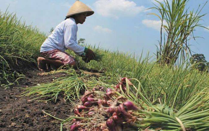 Intensitas Hujan Tinggi, Petani Bawang Merah di Pacet Panen Dini, Harga Anjlok