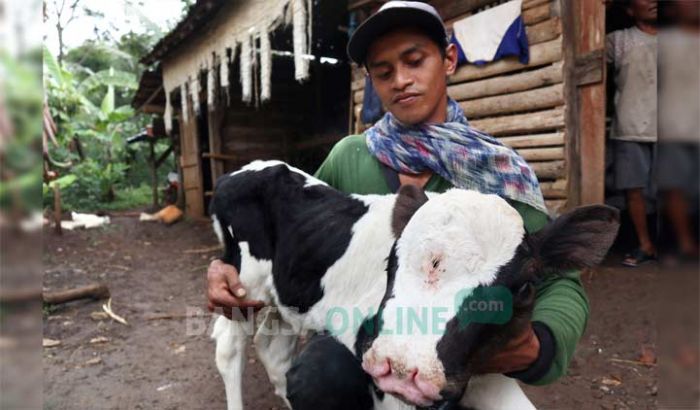 Heboh Sapi Bermata Tiga dan Berhidung Dua di Jombang, Jalannya Mundur Heboh Sapi Bermata Tiga dan Berhidung Dua di Jombang, Jalannya Mundur
