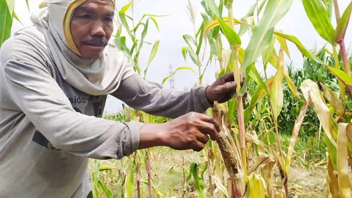 Hama Tikus Serang Ratusan Hektare Tanaman Jagung di Jombang, Petani Dipastikan Merugi Hama Tikus Serang Ratusan Hektare Tanaman Jagung di Jombang, Petani Dipastikan Merugi