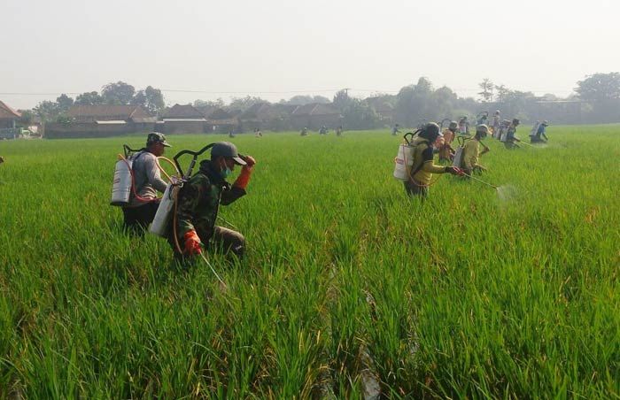 Pemkab Pasuruan Jamin Stok Pupuk Bersubsidi Terkendali