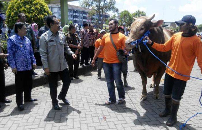 Jelang Idul Adha, Puluhan Sapi Ikuti Kontes Ternak Kurban di Sidoarjo Jelang Idul Adha, Puluhan Sapi Ikuti Kontes Ternak Kurban di Sidoarjo