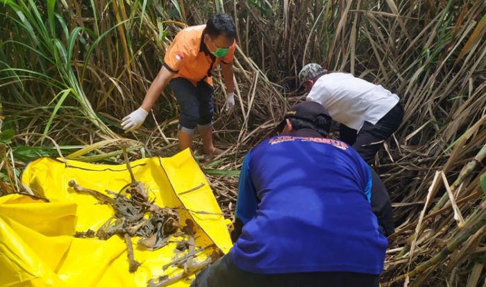 Temuan Kerangka Manusia Gegerkan Warga Jombang Temuan Kerangka Manusia Gegerkan Warga Jombang
