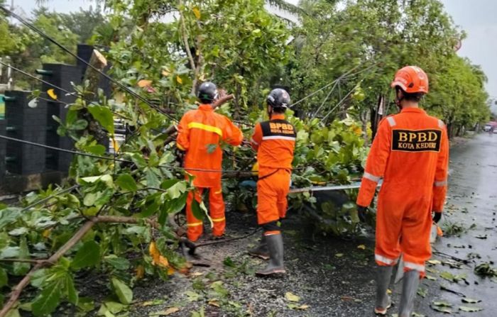 Hujan Lebat dan Angin Kencang Sejumlah Pohon Tumbang di Kota Kediri