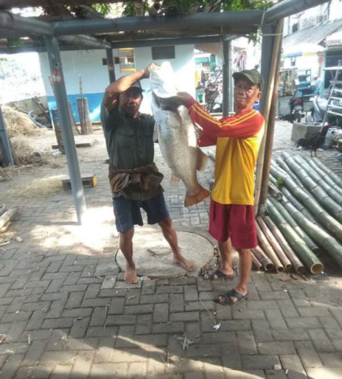 Serunya Mancing Ikan Kakap Putih di Teluk Lamong Serunya Mancing Ikan Kakap Putih di Teluk Lamong