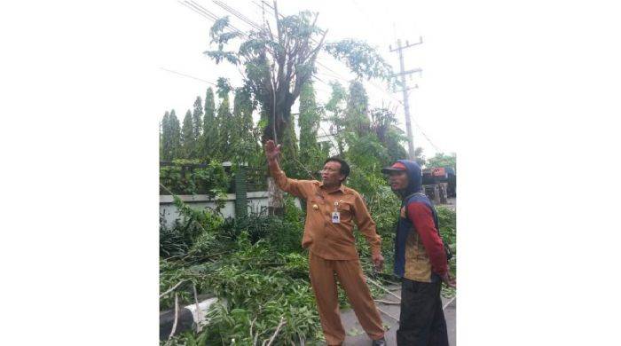 Larang Tebang Pohon, Bupati Gresik Keluarkan Perbup Larang Tebang Pohon, Bupati Gresik Keluarkan Perbup