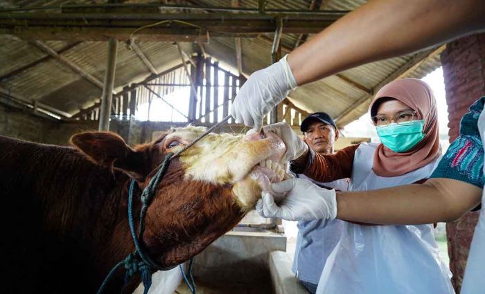 Pastikan Kelayakan Hewan Kurban, Bupati Kediri Kerahkan Petugas ke Kandang Peternak Pastikan Kelayakan Hewan Kurban, Bupati Kediri Kerahkan Petugas ke Kandang Peternak
