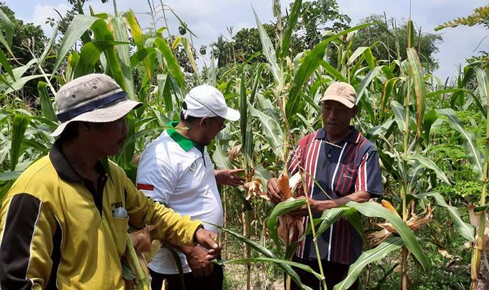 Siasati Sulitnya Pupuk Bersubsidi, RKM Jadi Solusi Petani di Tuban