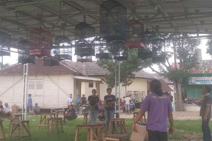 Mengenal Komunitas Penghobi Burung Kicau Mania Sahabat RSF Senori Mengenal Komunitas Penghobi Burung Kicau Mania Sahabat RSF Senori