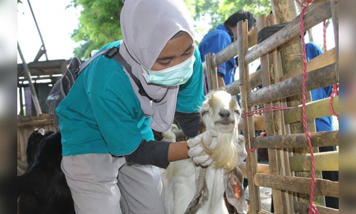Pedagang Diimbau Tak Jual Hewan Kurban yang Belum Cukup Umur Pedagang Diimbau Tak Jual Hewan Kurban yang Belum Cukup Umur