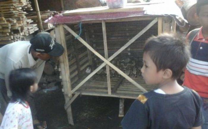Dikira Biawak, Ular Kembang Seberat 24 Kilogram Ditemukan di Pinggir Sungai di Kediri Dikira Biawak, Ular Kembang Seberat 24 Kilogram Ditemukan di Pinggir Sungai di Kediri
