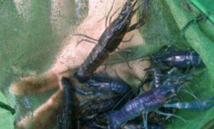Nelayan di Jember masih Banyak yang Buru Benur Nelayan di Jember masih Banyak yang Buru Benur