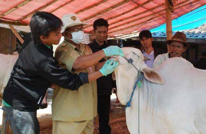 Jelang Idul Adha, Dispertan Lamongan Periksa Hewan Kurban