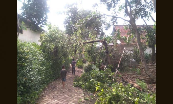 Puting Beliung di Jember Rusak Ratusan Rumah di 5 Kecamatan, Puluhan Pohon Roboh Puting Beliung di Jember Rusak Ratusan Rumah di 5 Kecamatan, Puluhan Pohon Roboh