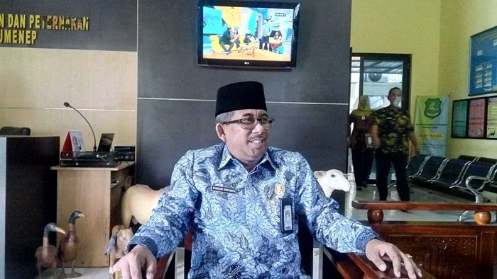 DKPP Sumenep Siap Kembangkan Pembibitan Domba di Pulau Sapudi