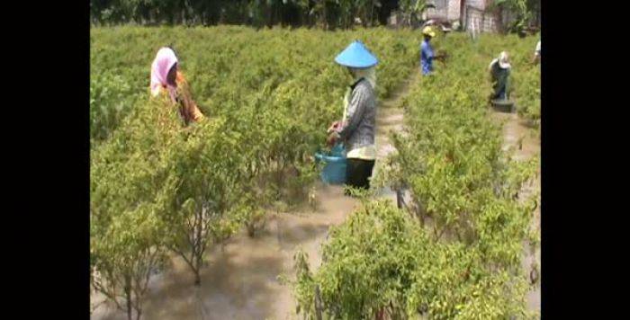 Petani Cabai di Tuban Merugi, harus Panen Dini karena Banjir