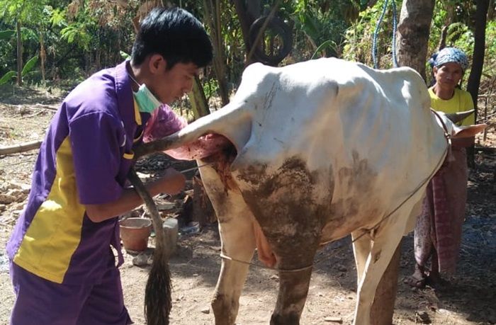 Pemkab Pasuruan Terus Lakukan Upaya Peningkatan Pendapatan Peternak Pemkab Pasuruan Terus Lakukan Upaya Peningkatan Pendapatan Peternak