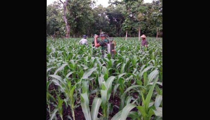 Babinsa Kodim Ngawi Bantu Petani Semprot Hama Babinsa Kodim Ngawi Bantu Petani Semprot Hama