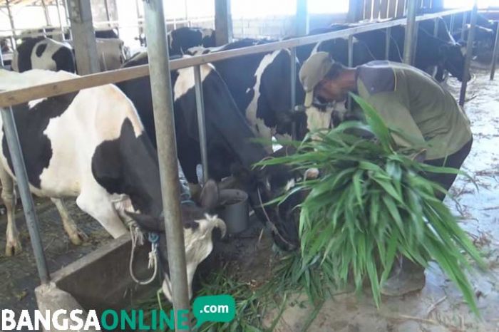 Peternak Sapi Perah di Jombang Dipusingkan Naiknya Harga Pakan Peternak Sapi Perah di Jombang Dipusingkan Naiknya Harga Pakan