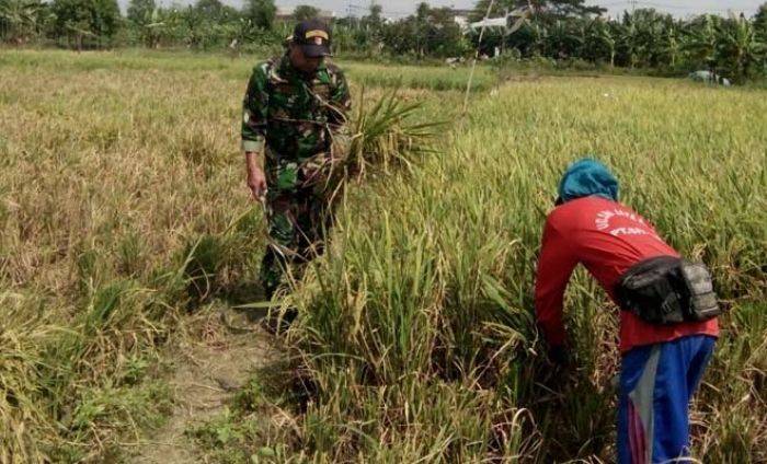 Sukseskan Swasembada Pangan, Babinsa Bubutan Dampingi Petani Panen Padi