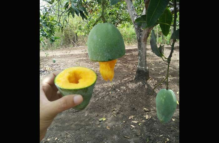 Komisi B Dorong Pengembangan Mangga Alpukat Khas Pasuruan Komisi B Dorong Pengembangan Mangga Alpukat Khas Pasuruan