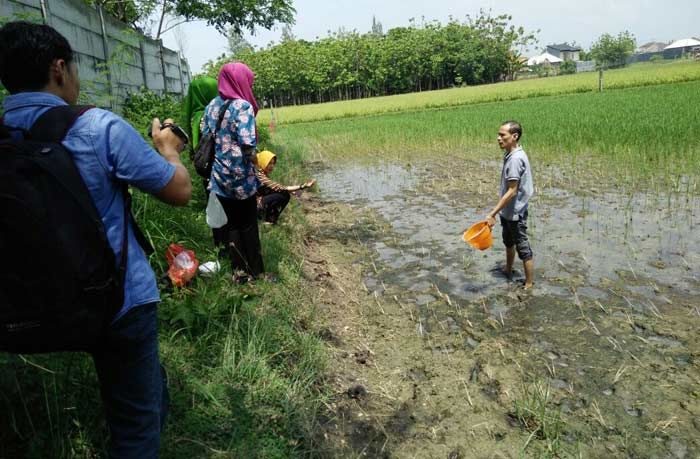 Limbah JOB P-PEJ Cemari Sawah Warga Campurejo, Tanaman Mengering dan Mati Limbah JOB P-PEJ Cemari Sawah Warga Campurejo, Tanaman Mengering dan Mati