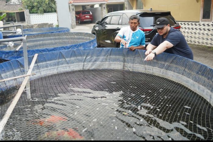 Bupati Dhito Berharap Koi Jadi Ikan Hias Identik Kabupaten Kediri Bupati Dhito Berharap Koi Jadi Ikan Hias Identik Kabupaten Kediri