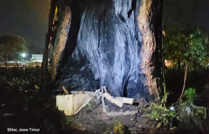 Gara-gara Dupa, Pohon Tua di Pemakaman Umum Desa Sidorejo Terbakar