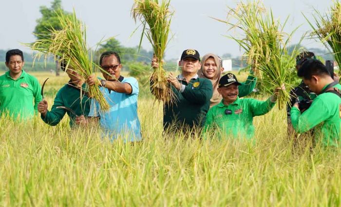 Bupati Situbondo Panen Padi BK 01 dan 02 Agritan 9 Ton