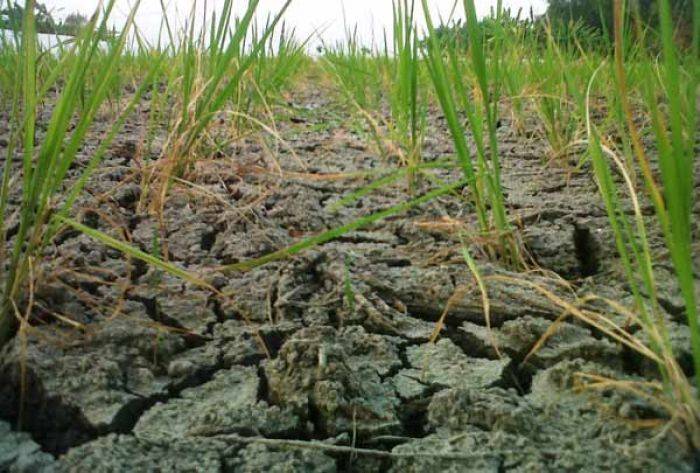 1.906 Hektare Lahan Pertanian di Bojonegoro Dilanda Kekeringan 1.906 Hektare Lahan Pertanian di Bojonegoro Dilanda Kekeringan