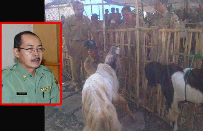 Pemkab Banyuwangi Salurkan Sapi Limosin Terbesar ke Yayasan Masjid Baiturrahman Pemkab Banyuwangi Salurkan Sapi Limosin Terbesar ke Yayasan Masjid Baiturrahman