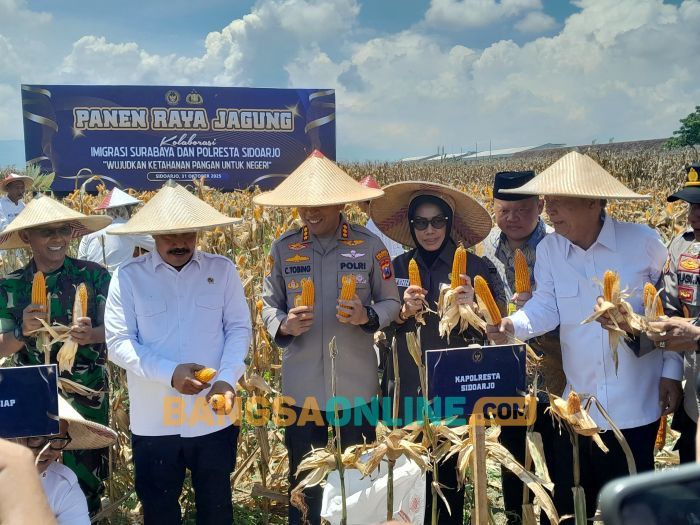 Dukung Ketahanan Pangan Nasional, Menteri Imipas Panen Raya Jagung di Sidoarjo