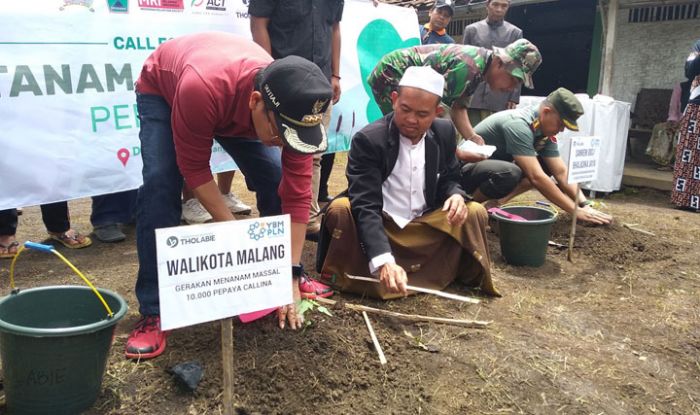 Tanam 10 Ribu Bibit Pepaya Calina, Ponpes Manajer Tholabie Ciptakan Kampung Buah