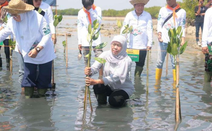 Festival Mangrove ke-VI di Sumenep, Gubernur Khofifah: Sedekah Oksigen untuk Jaga Keseimbangan Alam