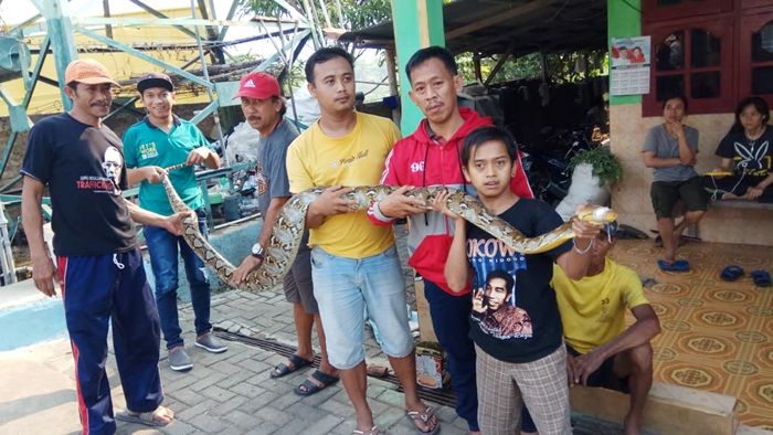 Seekor Ular Piton Raksasa Hebohkan Warga Klabangan Pasuruan