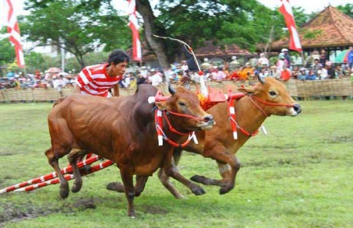 Karapan Sapi Tanpa Kekerasan Masih Sulit Diterapkan di Madura Karapan Sapi Tanpa Kekerasan Masih Sulit Diterapkan di Madura