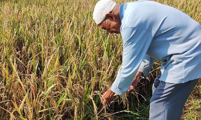 Tanaman Padi Diduga Terserang Wereng Cokelat, Petani di Kediri Merugi Tanaman Padi Diduga Terserang Wereng Cokelat, Petani di Kediri Merugi