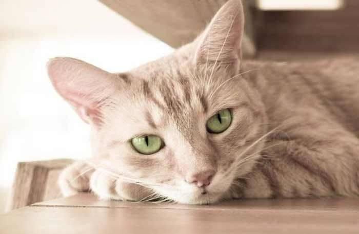 Awas! Kucing di Rumah Berencana Membunuh Anda Awas! Kucing di Rumah Berencana Membunuh Anda